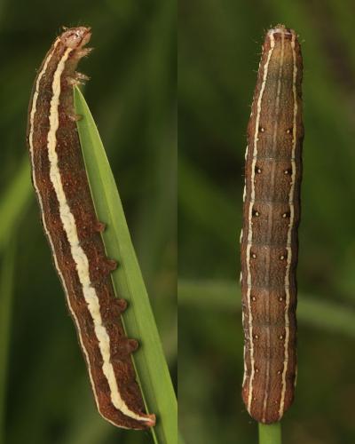 Cerastis rubricosa