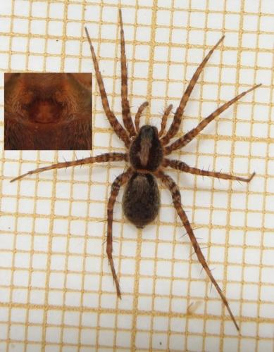 Pardosa sp.