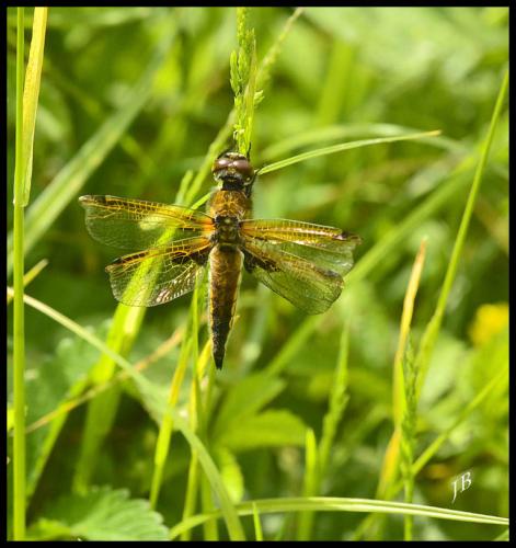Libellula quadrimaculata