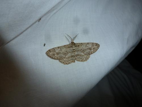 Réf. 119 996 : Hypomecis punctinalis