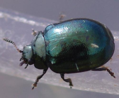 Réf. 119 893 : Plagiodera versicolora