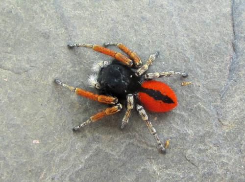 Philaeus chrysops