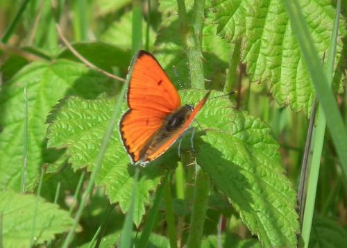 Lycaena dispar