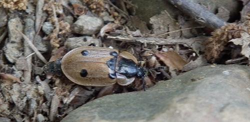 Dendroxena quadrimaculata