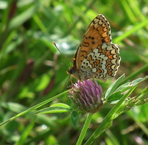 Réf. 119 254 : Melitaea phoebe