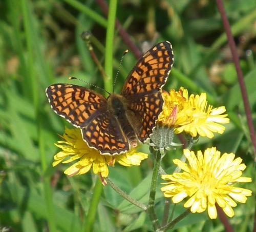 Réf. 119 255 : Melitaea phoebe