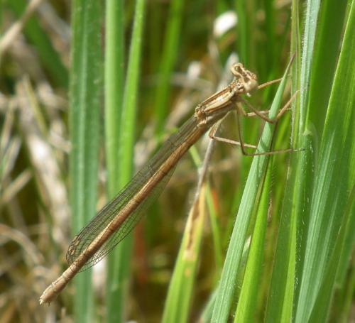 Platycnemis acutipennis