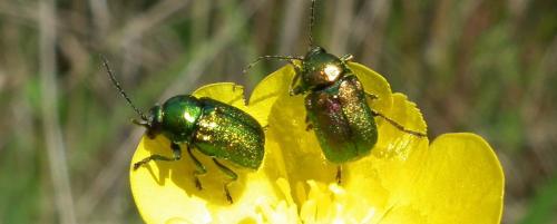 Réf. 119 462 : Cryptocephalus sp.