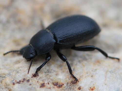 Réf. 119 729 : Phylan intermedius