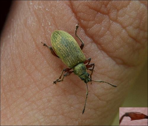 Phyllobius glaucus