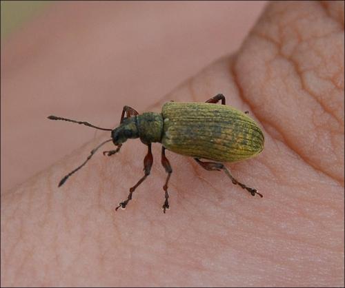 Phyllobius glaucus