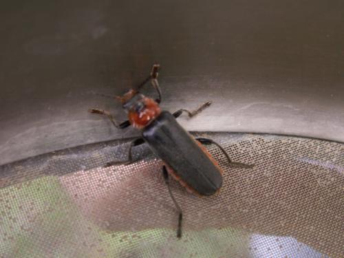 Cantharis fusca