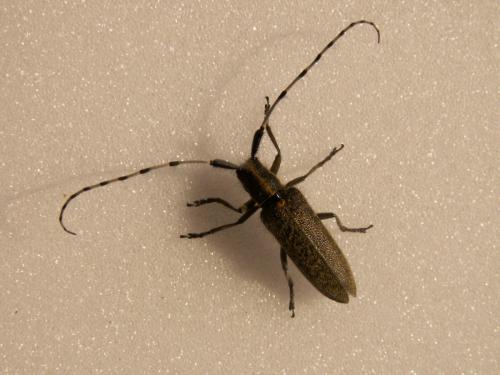 Agapanthia villosoviridescens