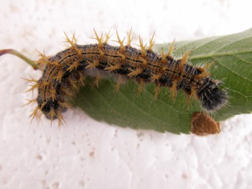 Réf. 119 212 : Nymphalis polychloros