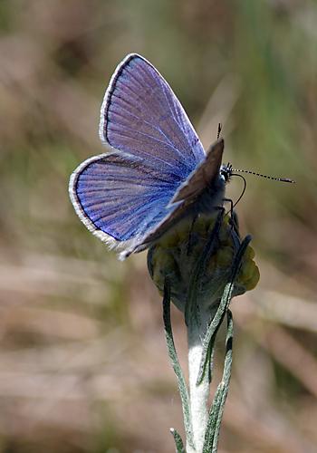 Réf. 119 181 : Polyommatus sp.