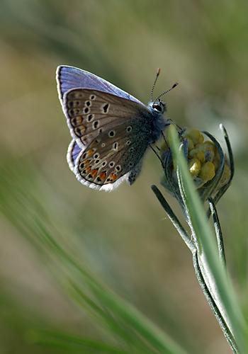 Polyommatus sp.