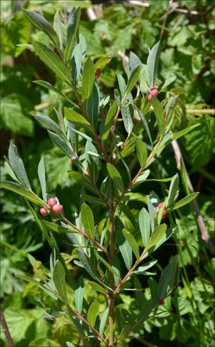 Euura viminalis