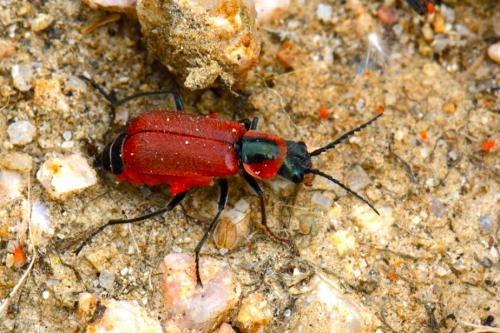 Réf. 119 679 : Clanoptilus rufus