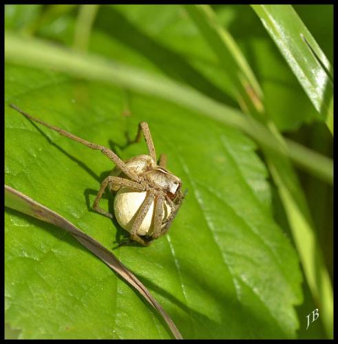 Pisaura mirabilis