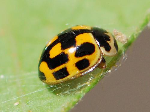 Propylea quatuordecimpunctata