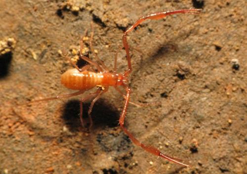 Réf. 119 093 : Neobisium tuzetae
