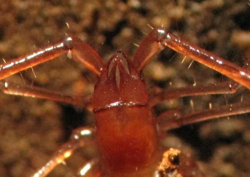 Réf. 119 094 : Neobisium tuzetae