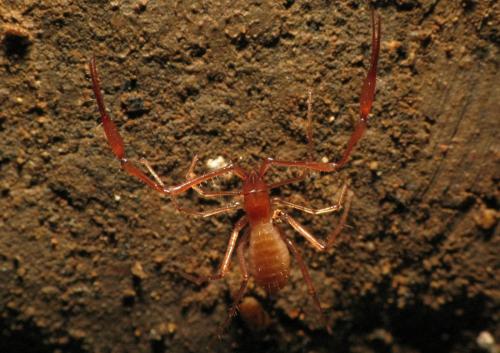 Réf. 119 092 : Neobisium tuzetae