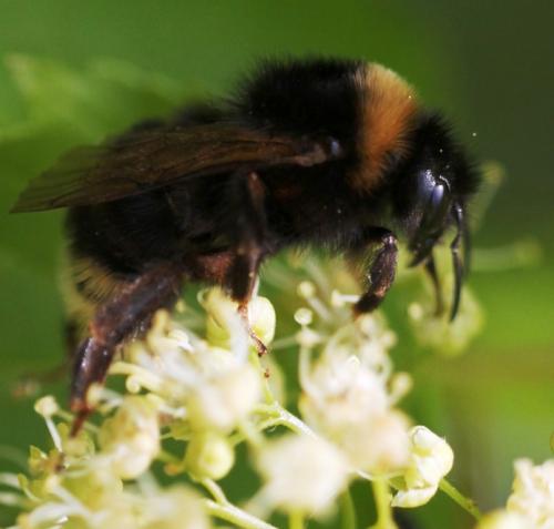 Bombus sp.