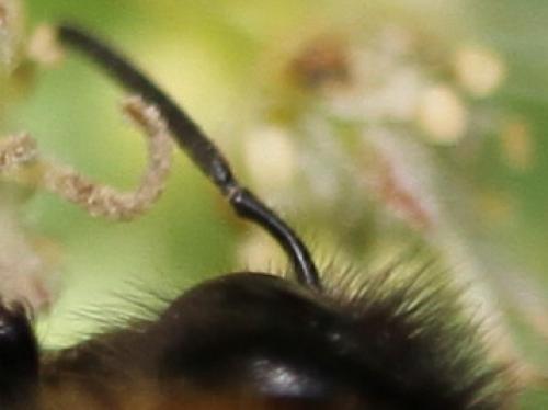 Réf. 119 775 : Bombus sp.