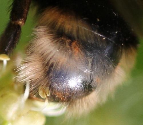 Bombus sp.