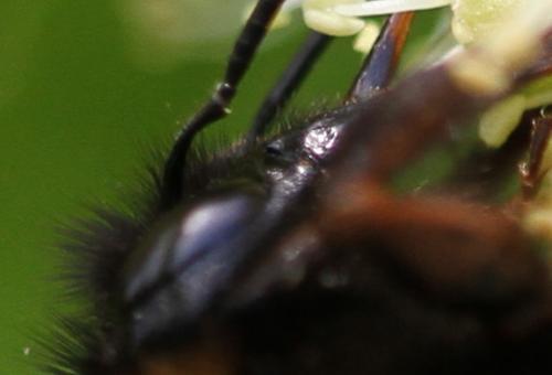Bombus sp.