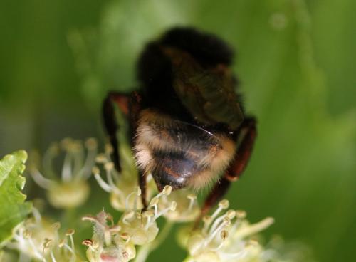 Bombus sp.