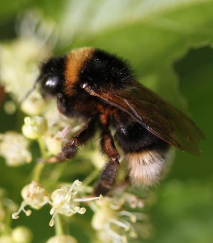 Bombus sp.