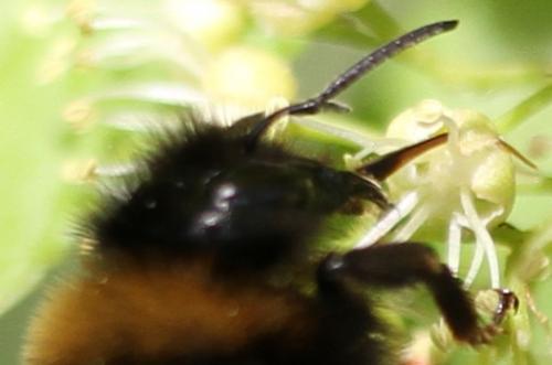 Bombus sp.