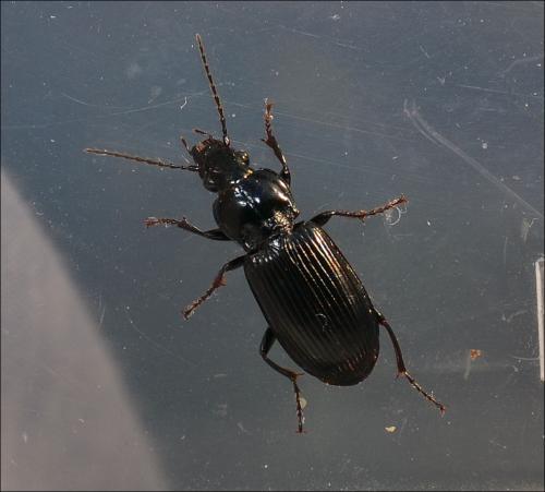 Réf. 119 347 : Pterostichus anthracinus