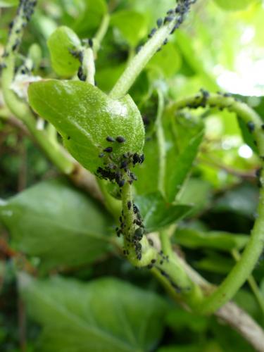 Aphis hederae