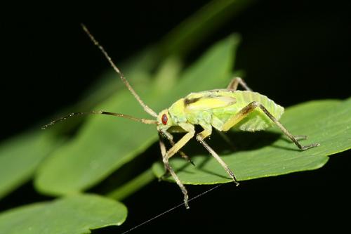 Réf. 119 989 : Calocoris alpestris