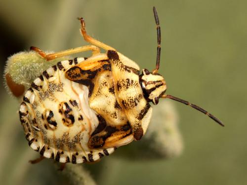 Réf. 119 160 : Carpocoris mediterraneus atlanticus
