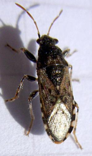 Heterogaster urticae