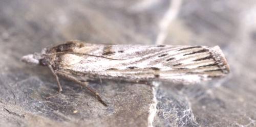 Réf. 119 855 : Megasis rippertella