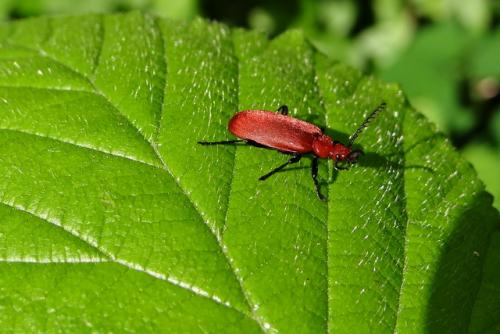 Réf. 119 198 : Pyrochroa serraticornis