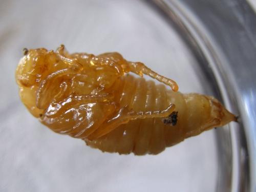 Réf. 119 828 : Rhizotrogus marginipes
