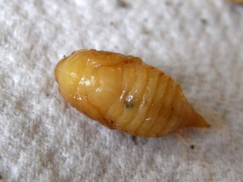 Réf. 119 829 : Rhizotrogus marginipes