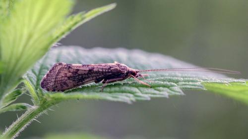 Réf. 119 311 : Hydropsyche sp.