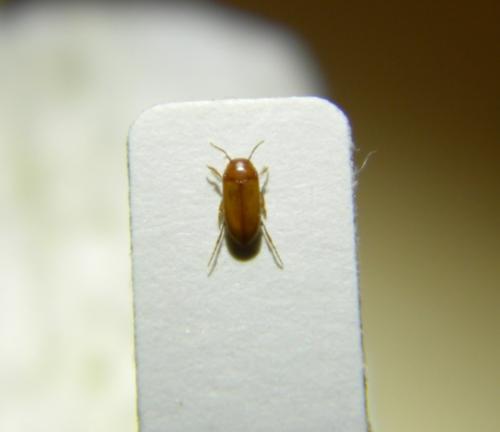 Siettitia avenionensis