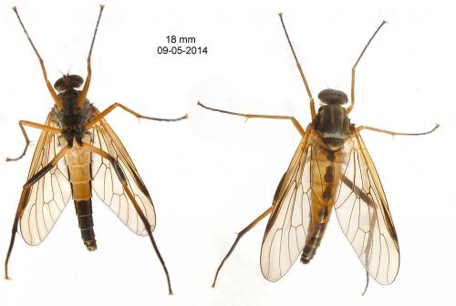 Rhagio conspicuus