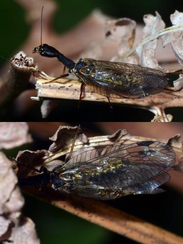 Phaeostigma notatum