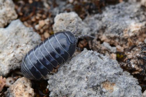 Armadillidium vulgare