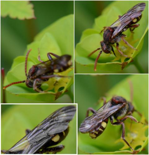 Nomada sp.