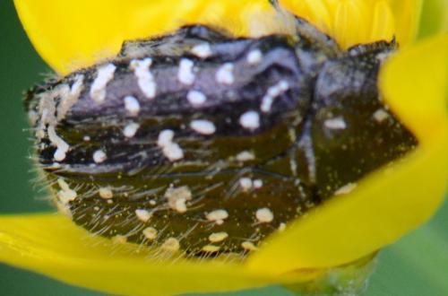 Oxythyrea funesta